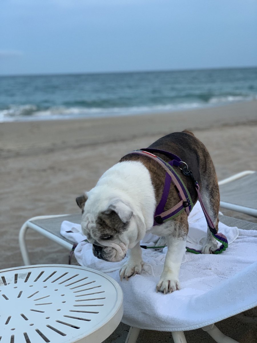 AnglerMasked's tweet image. Hey Y’all. It’s been a minute. Been chillin at the beach. Hope everyone is having a great summer 🐶