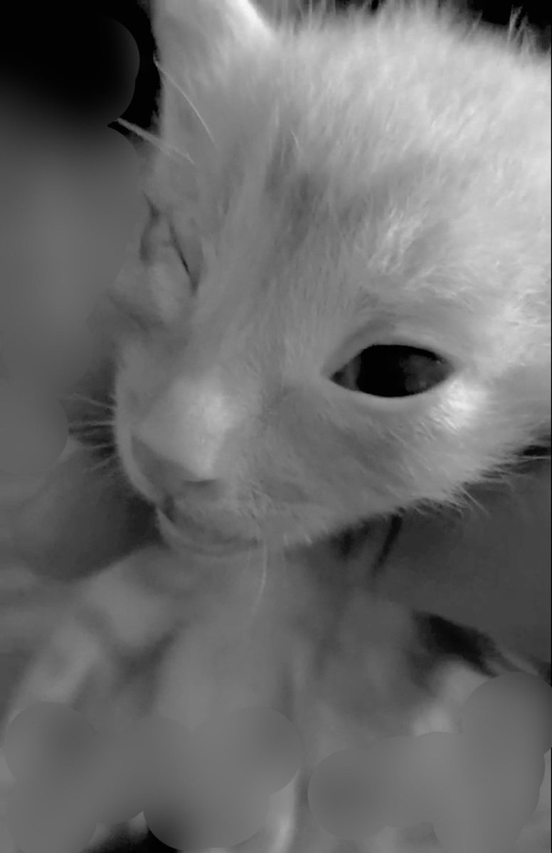 Victims

China urgently needs an animal cruelty prevention law.
The cats of China are crying out to the world for help.
Fetuses are torn from their mothers’ wombs, still encased in their amniotic sacs.
Kittens are too weak to resist.
Stolen pet cats, trusting humans, offer no
