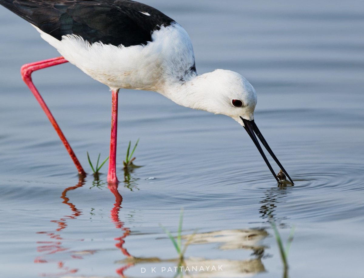 It's fascinating how the Black-winged Stilt (Himantopus himantopus) uses its bill as a perfect probe, a marvellous tweezer and a fine pair of chopsticks. Picking up a tiny snail in the #Mangalajodi wetlands #odisha #india.
#IndiAves #ThePhotoHour