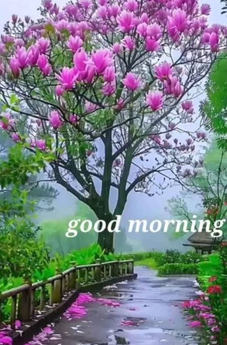 Good morning 🌞🌞🌞🙏❤️❤️🌷🎉