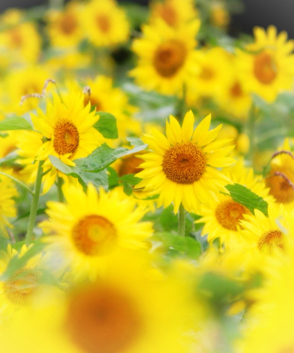 Hello🌻
今日から8月です
関東は台風の影響か、今日は連日の猛暑日から少し解放されました
が、まだまだ暑い夏は続くので
体調に気を付けて頑張りましょう

#ひまわり🌻 #過去写真