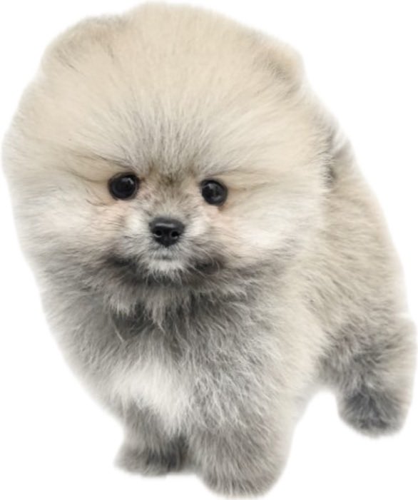 かんのギャラリー (@kansmemory) on Twitter photo 