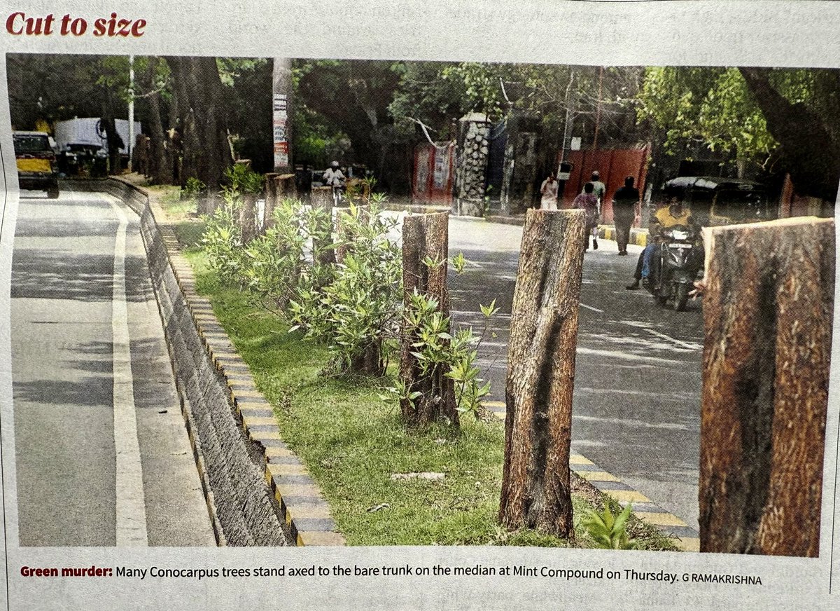 #Telangana s green BLUNDER.. these #Conocarpus trees were part of the flagship #Harithaharam program and planted in every nook and corner of the state by <a href="/HarithaHaram/">Telangana Forest Dept.</a>. 

There is no information on how many were planted and even an #RTI is not getting this data. Having used