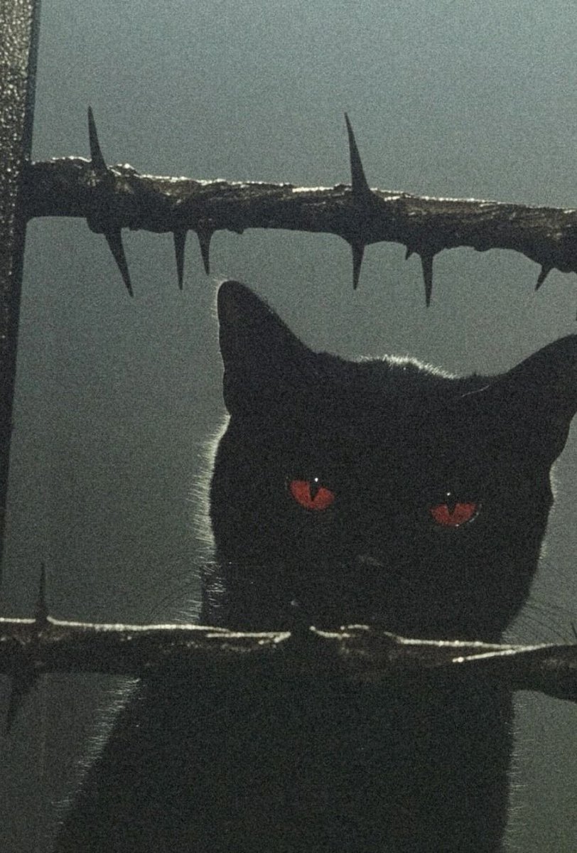 Black. (@blackdreamvibes) on Twitter photo 