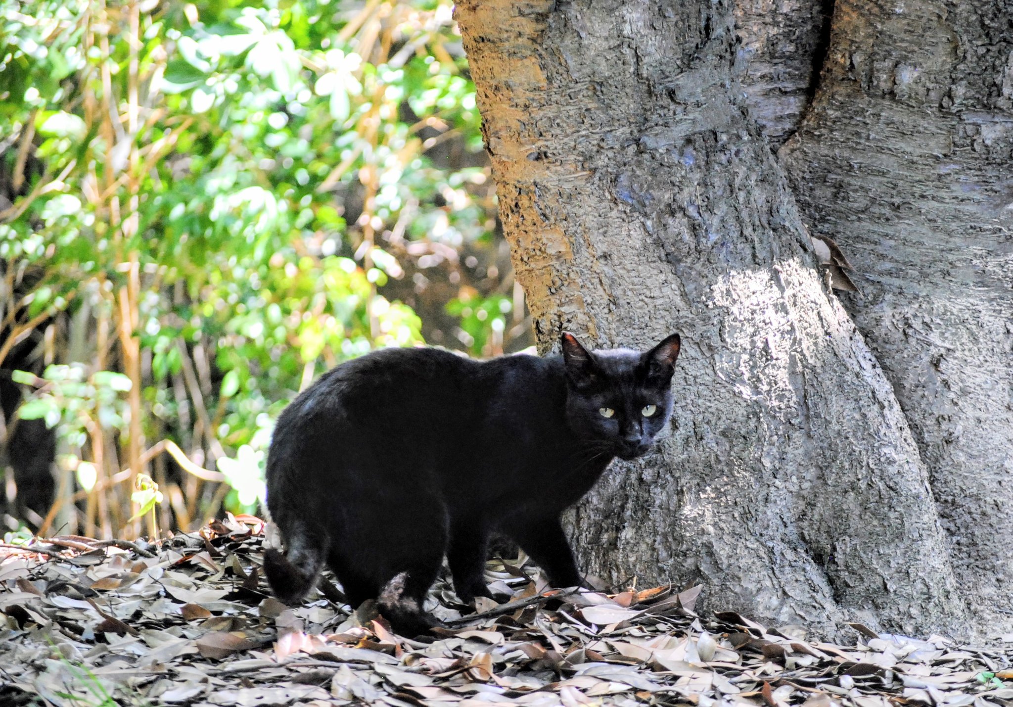 黒猫様♡ありがとうございます♡ 黒猫同盟🐾🐈‍⬛🐾 on X: 