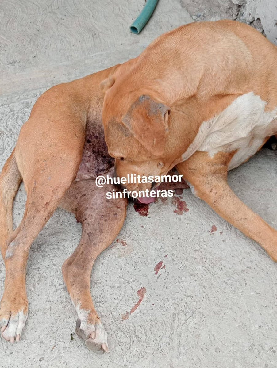 ⚠️⚠️IMPORTANTE⚠️⚠️

Comparte esta publicación!!!

No hemos logrado juntar casi nada de la cirugía de Kane.

URGE OPERARLA!!!

Ellos solo pueden contar con tu ayuda!!!

No dejemos que siga en este estado, ya se logró controlar la infección y solo necesita un empujoncito mas para