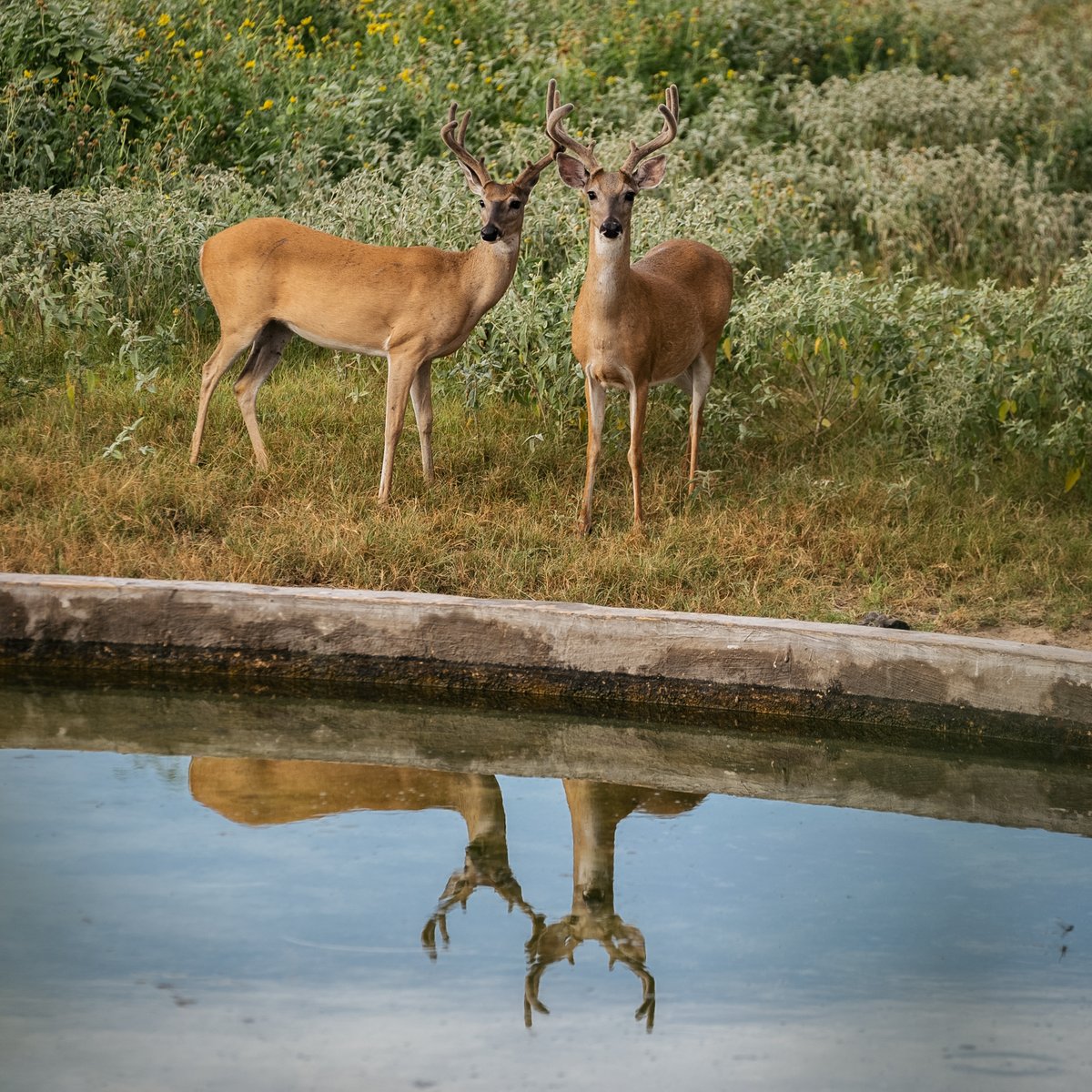 Seeing double in Texas🔥

#ozonics #ozonicshunting #hunting #hr600 #bowhunting #texas