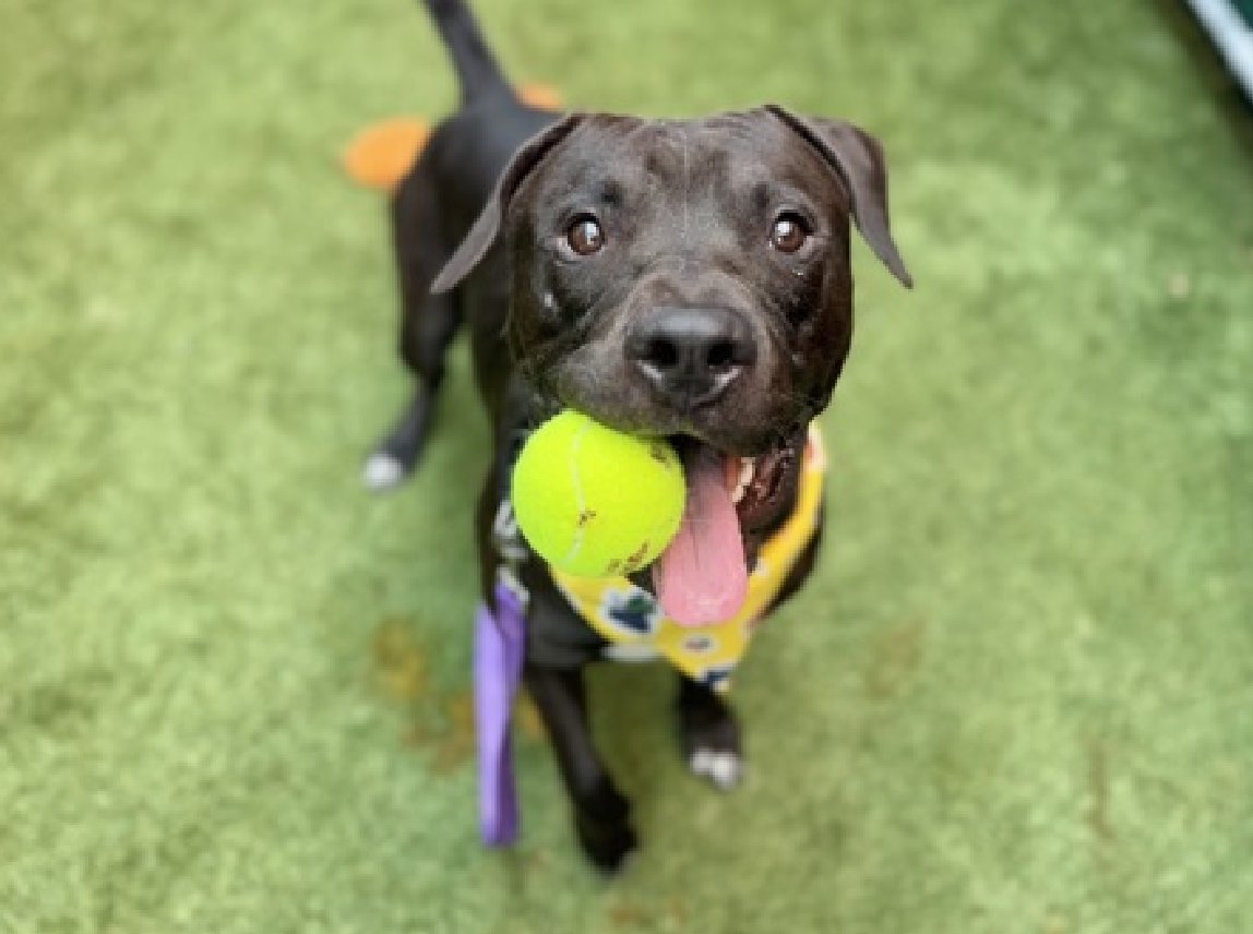 🐾2-y/o Tux came in a stray end of June. In trouble for breaking out of his crate. Neutered, cute, playful, young &amp; healthy. Earned best possible behavior rating. Social w/ staff, neutral w/ dogs &amp; okayed for kids 5+. Available to foster or adopt by 8/02. See his video below: