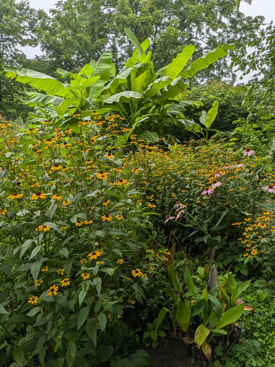 Mainstays of the garden as we enter August.
open.substack.com/pub/rustyblack…
