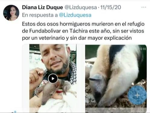 No solo el maltrato animal que daba Jonatan Palacios en FUNDABOLIVAR. También es maltratador de mujeres y colaborador de Uribe 

#JonatanPalaciosParaco
