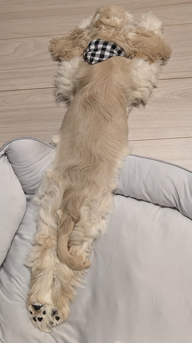 アホ毛のパル tweet media