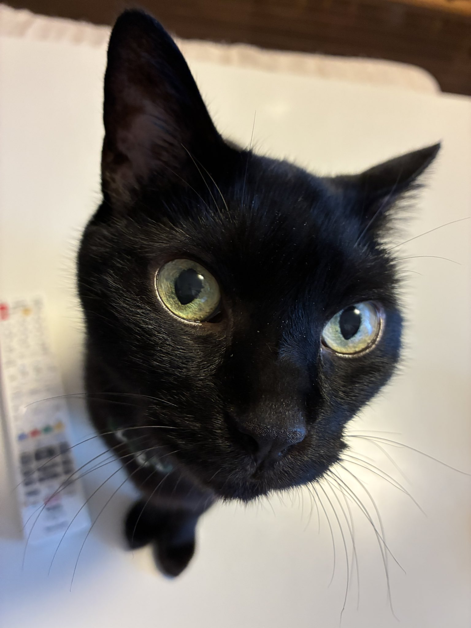 月猫様 Amazon.co.jp: 夜は猫といっしょ 2022 CALENDAR ([カレンダー