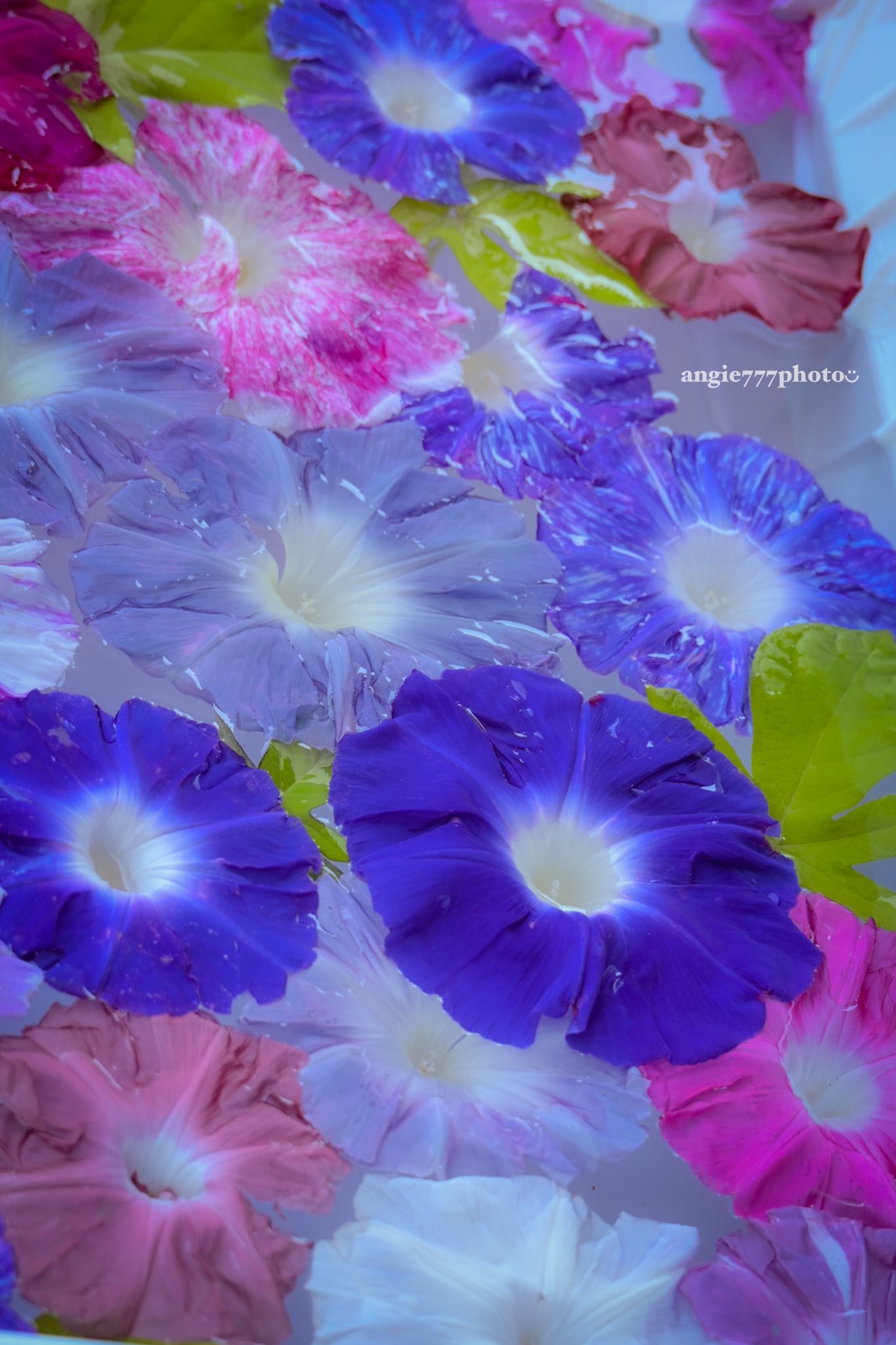 花＊花♡ 秘密の花園。カラフルな花束。 - ショップ xuli96 観葉植物 - Pinkoi