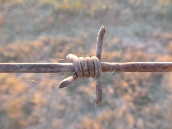Used as a means for fencing livestock, the basic design for barbed wire was introduced in the 1860s. As pioneers began making their own, different styles were showing up all over homesteads. Some of these styles can be seen outside of our Heritage Center. Image Credit: NPS