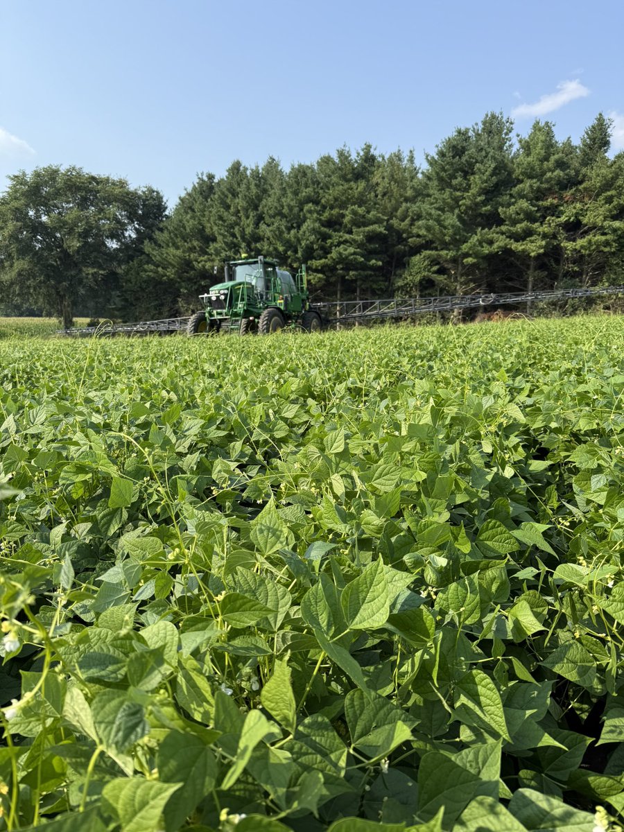 Corn wrapped up today and back in for second pass in the whites. #ontag