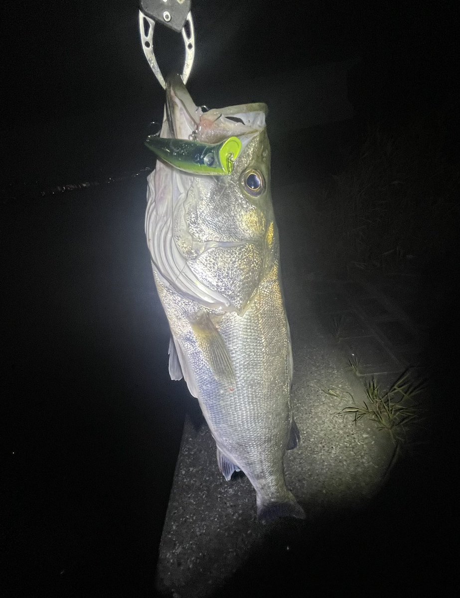 cmpoug's tweet photo. 先日のことなんですが

ついにガボりまして

初めてトップらしいトップで釣れました

3キャッチ（1スレを含む）

#ガボッツ
#サイレントアサシン
#なぜかスピニングタックルの方が釣���る
#ベイトは10センチくらいの小ボラ https://t.co/h3eSa60yJk