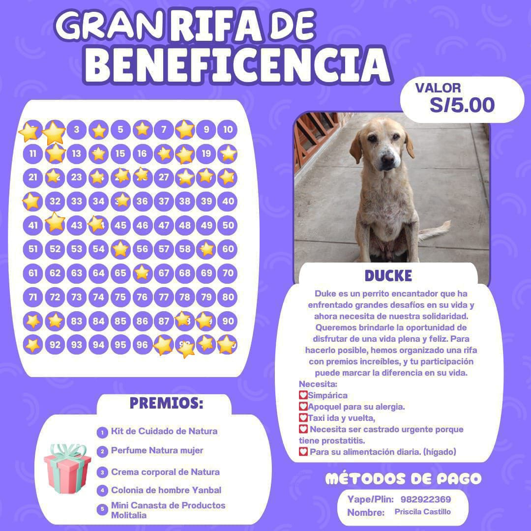 Prisci105's tweet photo. una vida digna a este ángel. 🐶💕 ¡Gracias de antemano por ayudar a Ducke! 🙏 https://t.co/izAtM8PE7X