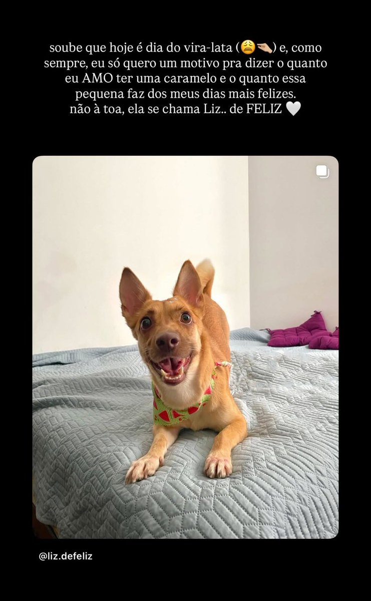 hoje é dia do vira-lata e a <a href="/alanedias_/">alane</a> deixou uma linda declaração pra Liz 😍🐕🥹❤️