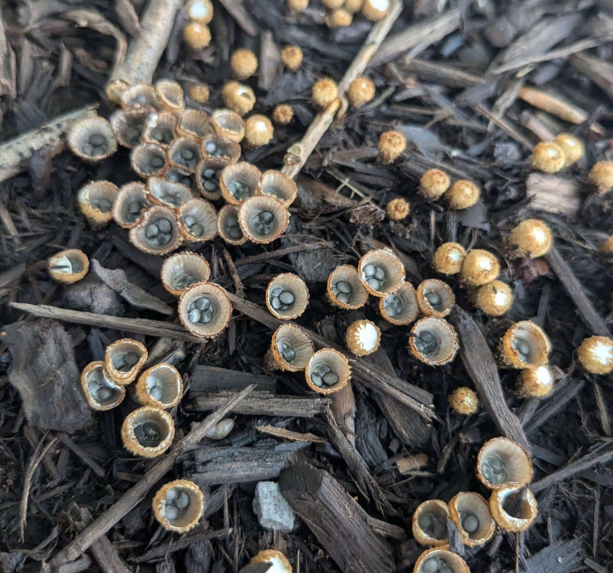 Nesting season for Cyathus