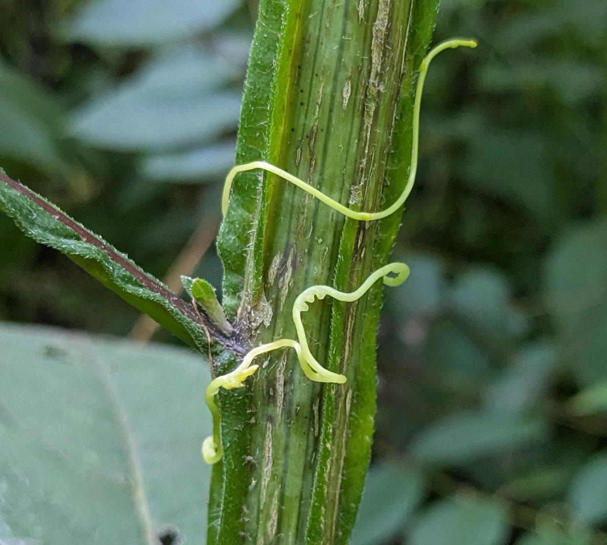 Ironweed is pretty resistant to dodder. Look at those hungry phytofangs.