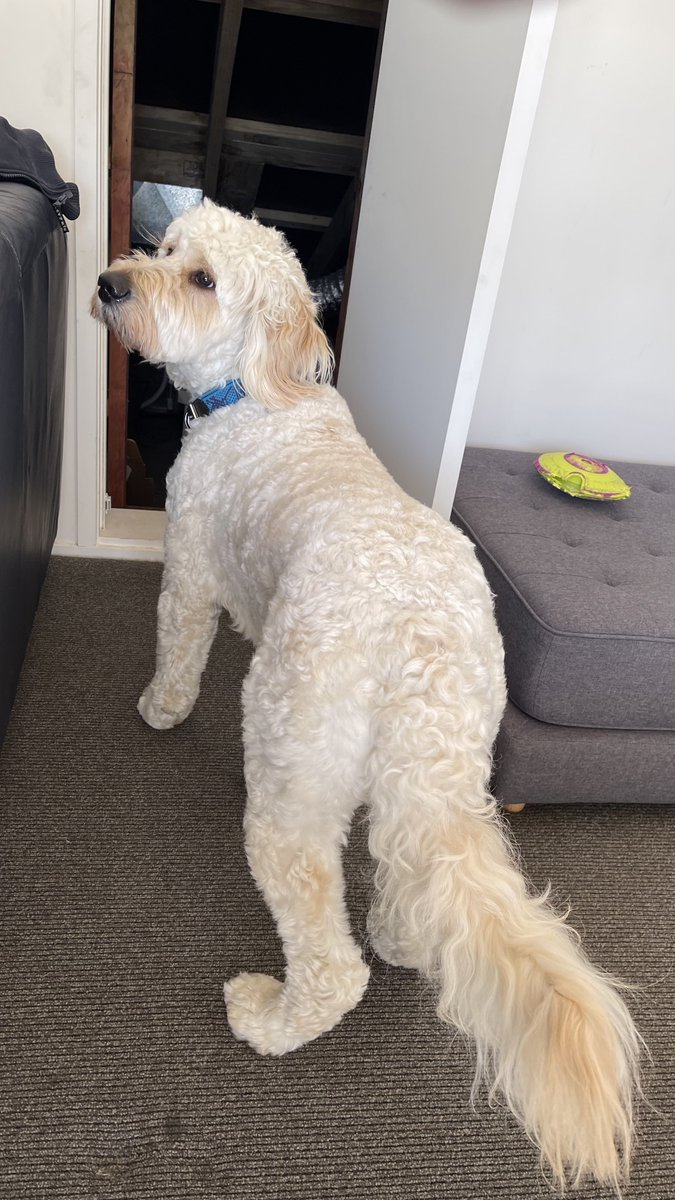 Getting solar installed at the clinic. Toby is being a big help but very confused about why voices are coming from our roof cavity. Hoping the solar helps with our monthly power bill. Very much looking forward to charging my electric car with sunbeams.