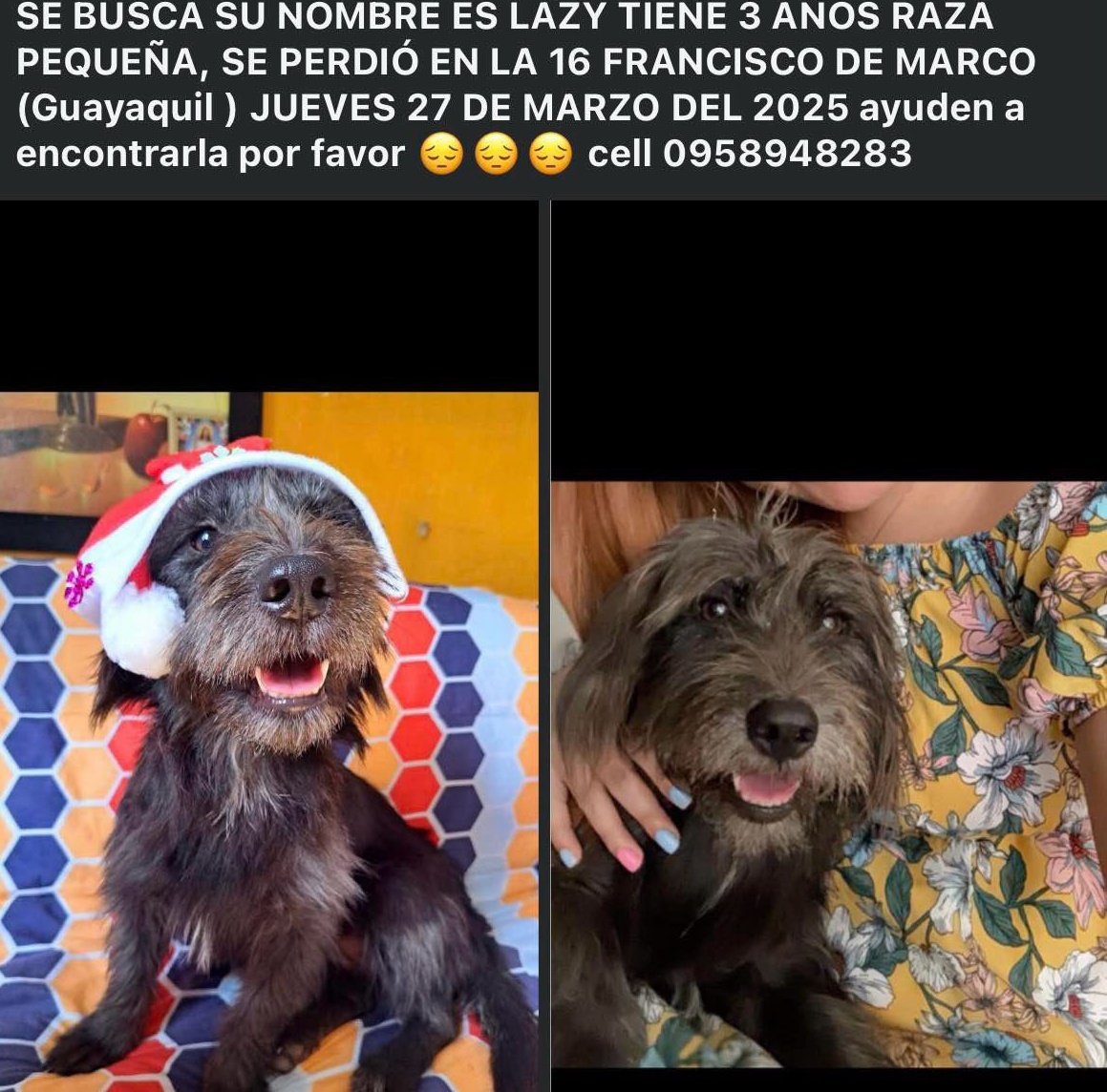 #PERDIDA #GUAYAQUIL
Nombre: #LAZY
Fecha: 28/03/25
Sector: Sur, 16ava. y Francisco de Marco
Sexo: Hembra
Raza: Mestizo
Obsv.: Barbilla poco pelo blanco y negro 
Contacto: 0958948283
¡Ayúdala a volver con su familia!
#AlertaMePerdí