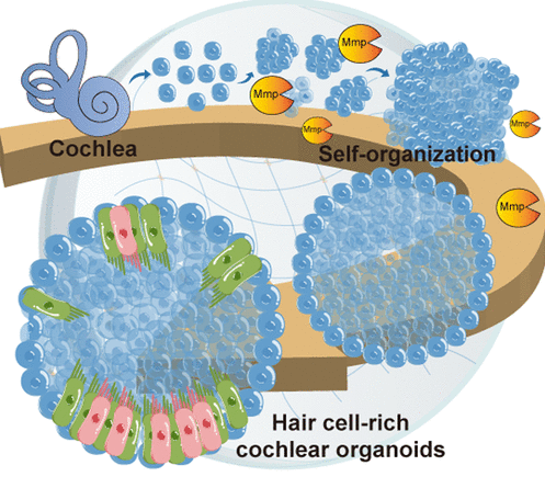 👂 Scientists developed a cochlear organoid culture system using synthetic GelMA hydrogel, thereby accelerating organoid formation and facilitating the functional maturation of cochlear hair cells.

<a href="/acsnano/">ACS Nano</a> | bit.ly/44SUHZS