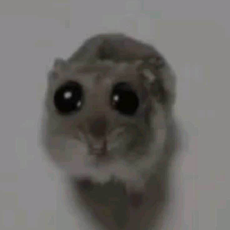 A veces siento que le intimido demasiado a la gente en internet, cuando soy literalmente esto..