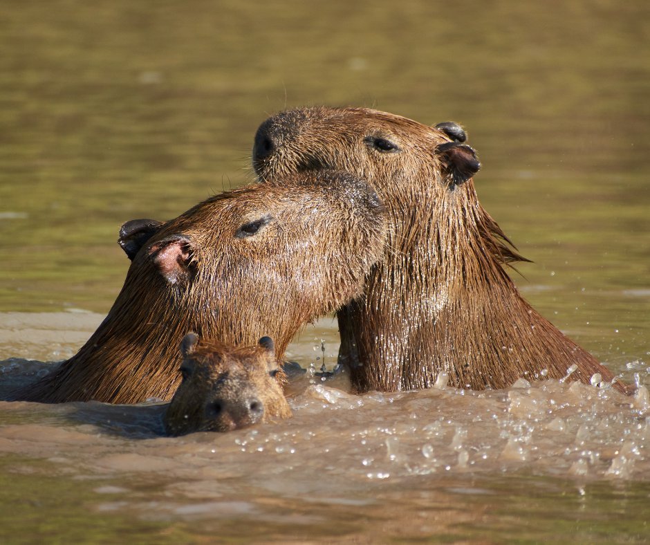 Cómo visitar el Amazonas Peruano: todo lo que necesitas saber
Este blog captura la conexión única con la naturaleza que solo se vive en el corazón de la Amazonía.

📖 Descubre la historia completa aquí: ➡️hubs.ly/Q03zHCYh0