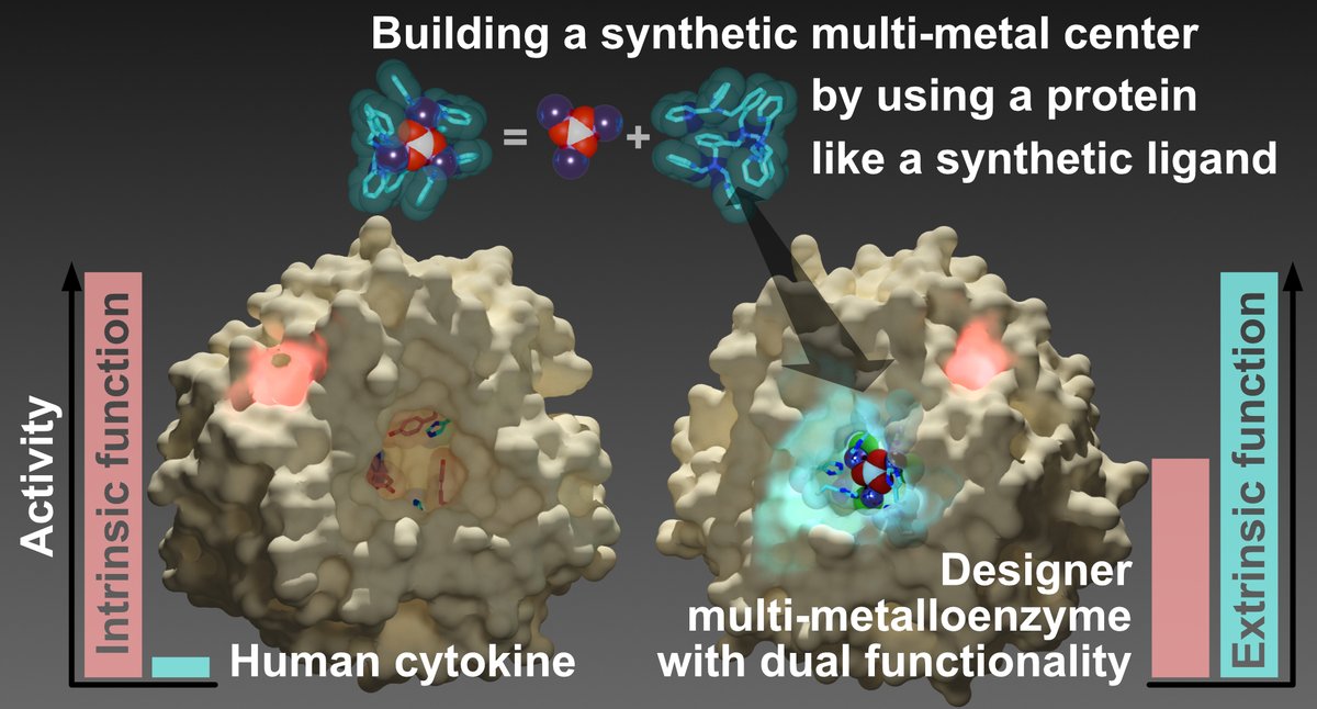 YasuOkamoto (@okamoto_yasu_ch) on Twitter photo 渾身の新作論文<a href="/NatureComms/">Nature Communications</a> (doi.org/10.1038/s41467…)です!合成多核金属錯体の構造をタンパク質だけを用いて構築に成功しました。また、人工酵素の多くがテンプレートタンパク質元来の機能と人工機能をトレードオフする中、今回の人工酵素では、内在性機能と外来性機能を両立しています。(1/6) 渾身の新作論文<a href="/NatureComms/">Nature Communications</a> (doi.org/10.1038/s41467…)です!合成多核金属錯体の構造をタンパク質だけを用いて構築に成功しました。また、人工酵素の多くがテンプレートタンパク質元来の機能と人工機能をトレードオフする中、今回の人工酵素では、内在性機能と外来性機能を両立しています。(1/6)
