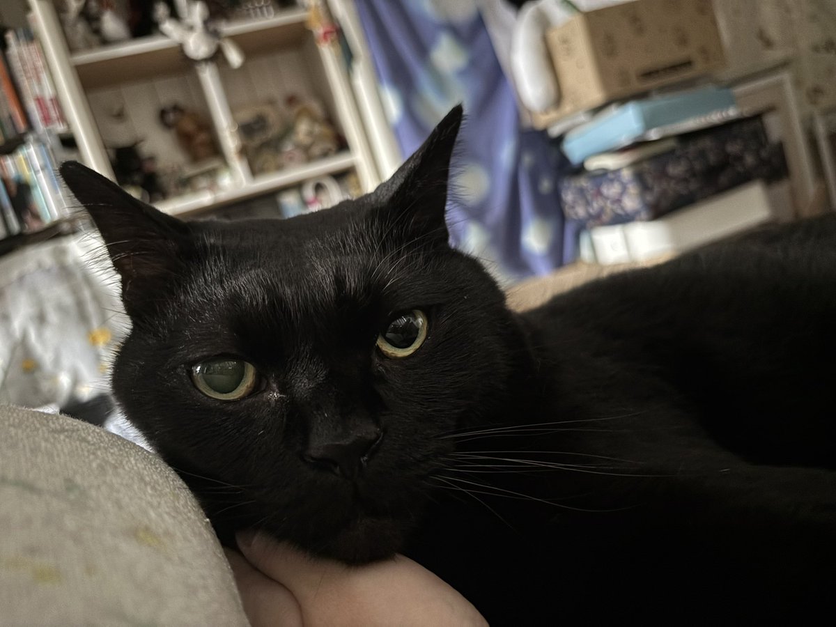 黒猫　3点 🅺🅴🅽🅸🅲🅷🅸🅽🏳️‍🌈 on X: 