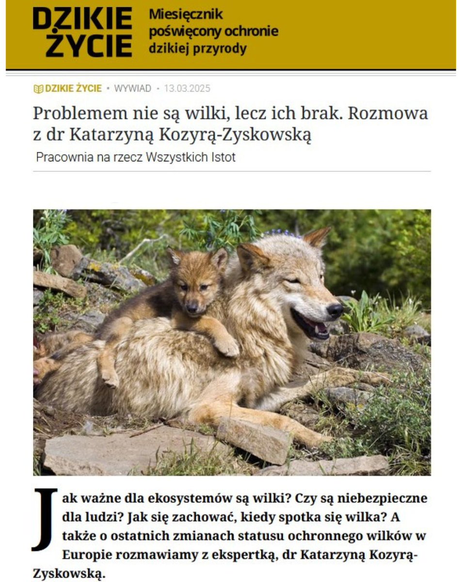 Pracownia Bystra (@pracowniabystra) on Twitter photo ✳️ „Problemem nie są #wilki, lecz ich brak.”
W skali całej populacji zwierząt hodowlanych zagrożenie ze strony wilków pozostaje niewielkie.
Z kolei jako drapieżnik szczytowy wilk odgrywa kluczową rolę, wpływając na równowagę i funkcjonowanie przyrody.
Rozmowa z <a href="/PPrzyrodnika/">Katarzyna Kozyra-Zyskowska</a>: ✳️ „Problemem nie są #wilki, lecz ich brak.”
W skali całej populacji zwierząt hodowlanych zagrożenie ze strony wilków pozostaje niewielkie.
Z kolei jako drapieżnik szczytowy wilk odgrywa kluczową rolę, wpływając na równowagę i funkcjonowanie przyrody.
Rozmowa z <a href="/PPrzyrodnika/">Katarzyna Kozyra-Zyskowska</a>: