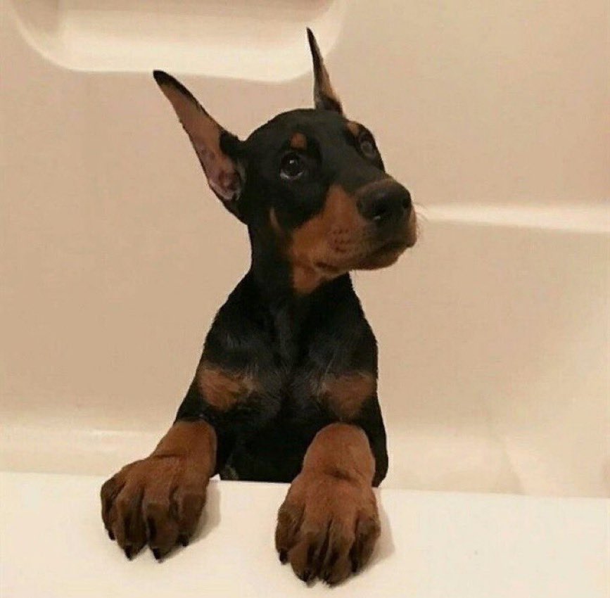 softvlibra's tweet image. elvis quando me l’ha regalato teddy vs elvis ora