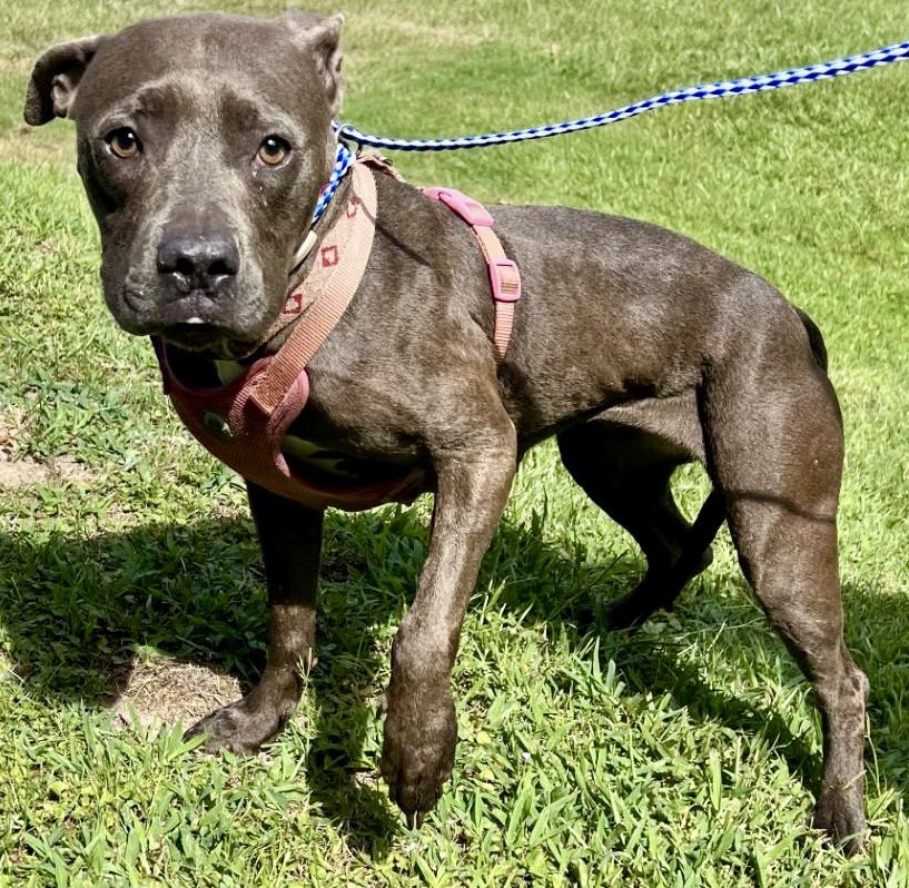 Sweet Pickle is very scared and needs some leash training. She is very sweet, but needs a special person to help. Please be a hero for Pickle and offer to foster!!  If you can’t foster, Please help by PLEDGING and RETWEETING to attract a rescue and give Pickle a chance at love!