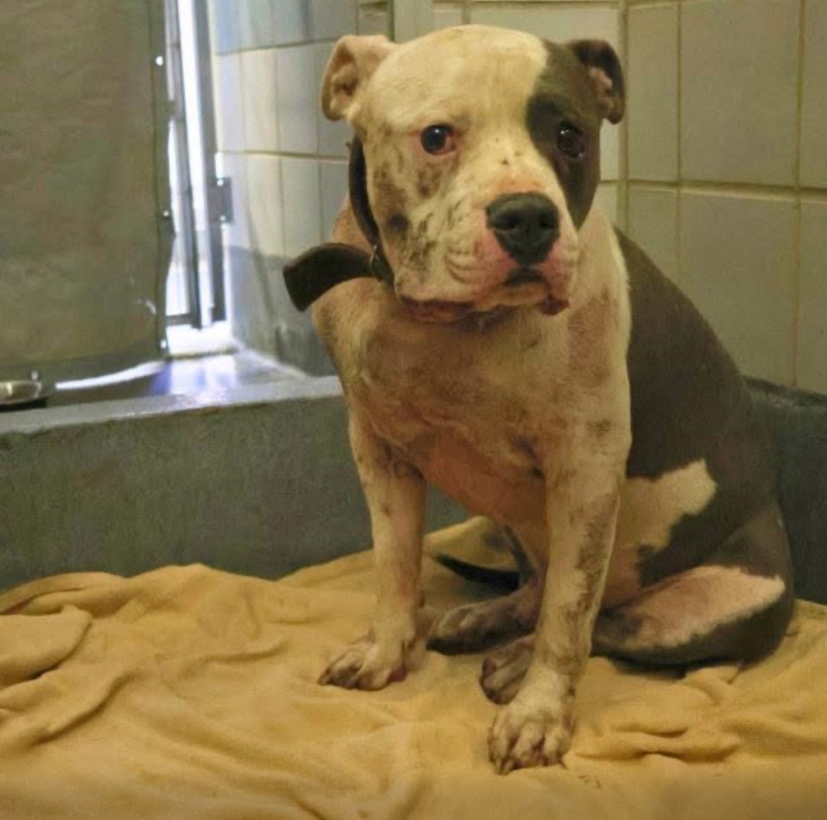 🆘 SCARED &amp; INJURED DOG IS BEING MURDERED TOMORROW 8.1 BY #SANANTONIO ACS #TEXAS‼️

NIGEL 💙#A768141 
3yo #amstaff male, 93 lbs

🚨bleeding a large amount from the mouth after using catchpole
#PledgeForRescue 🙏🏼

#Foster / #AdoptDontShop ☎️2102076669/6666

#DontBullyMyBreed