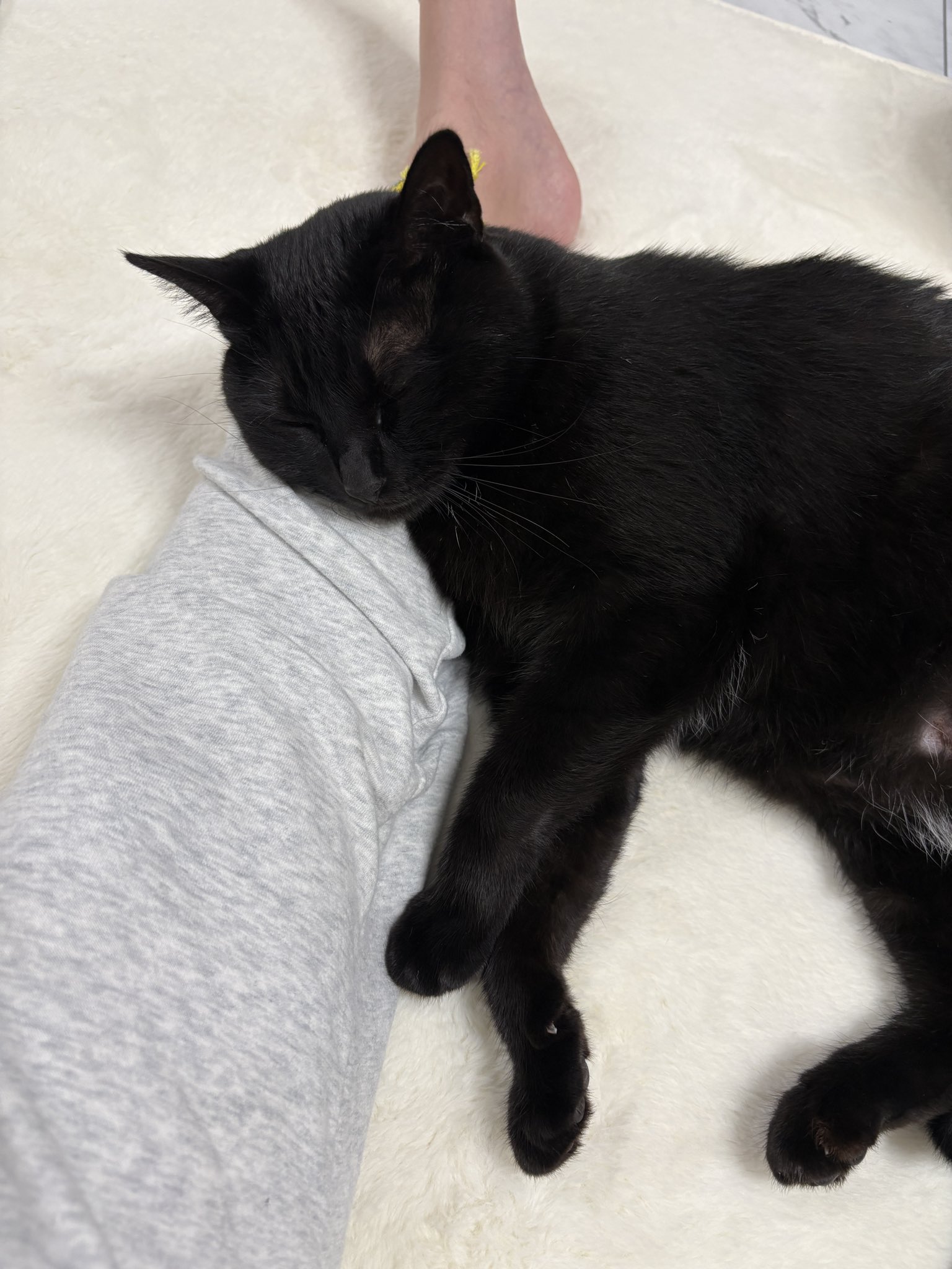 黒猫ちぃ 足顎乗せ寝🦶🐾💤 . . . . . #黒猫#猫#保護猫#黒猫同盟#黒猫部