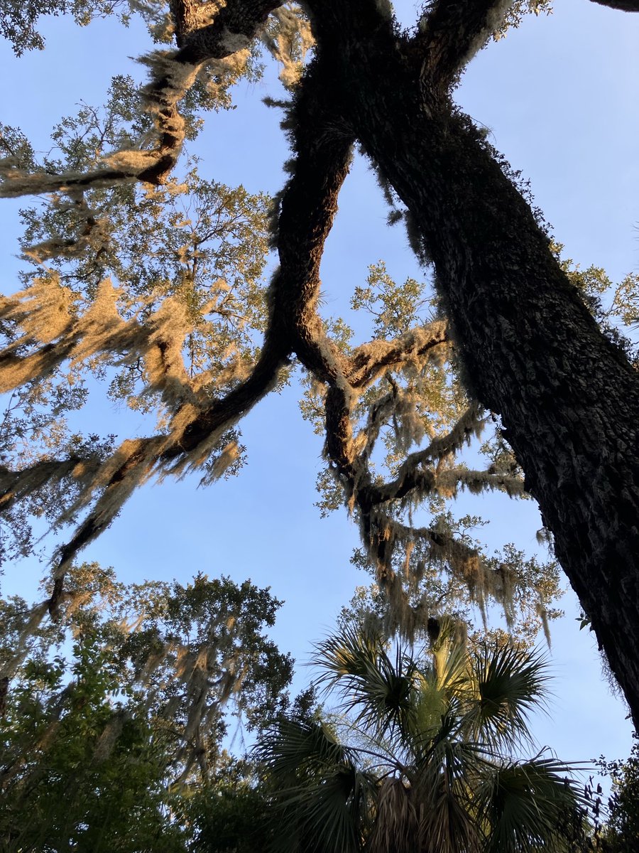 Edmonton River Valley Conservation Coalition tweet media