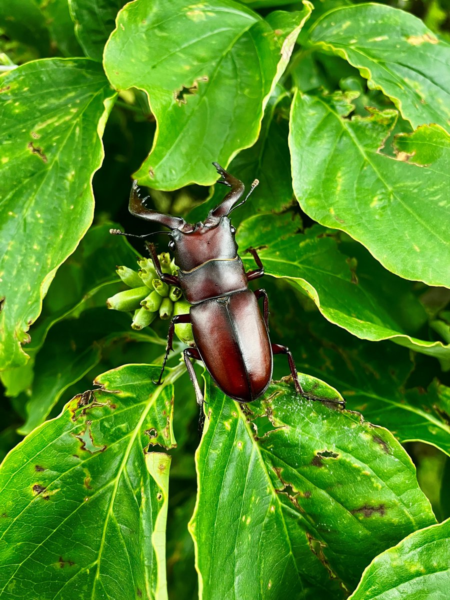 下丸子の森には #ノコギリクワガタ もやってきます。
体長約8cm、立派な顎のオスでした。