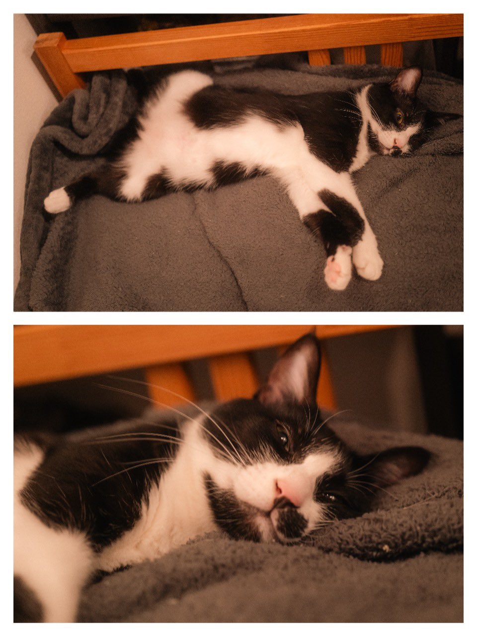 猫むすび 🐈今日のネコスケ🐈 おはようございます☀ 月曜日頑張っていきま