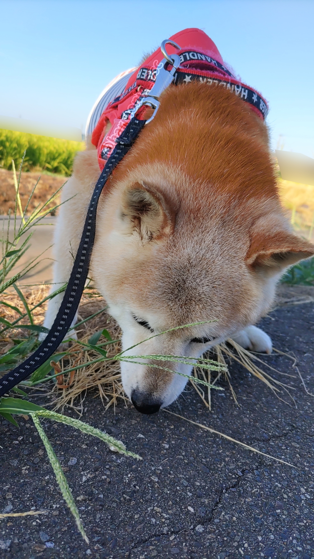 yutaka4848🐕🐾🎮💻_φ(・_・ on X: 