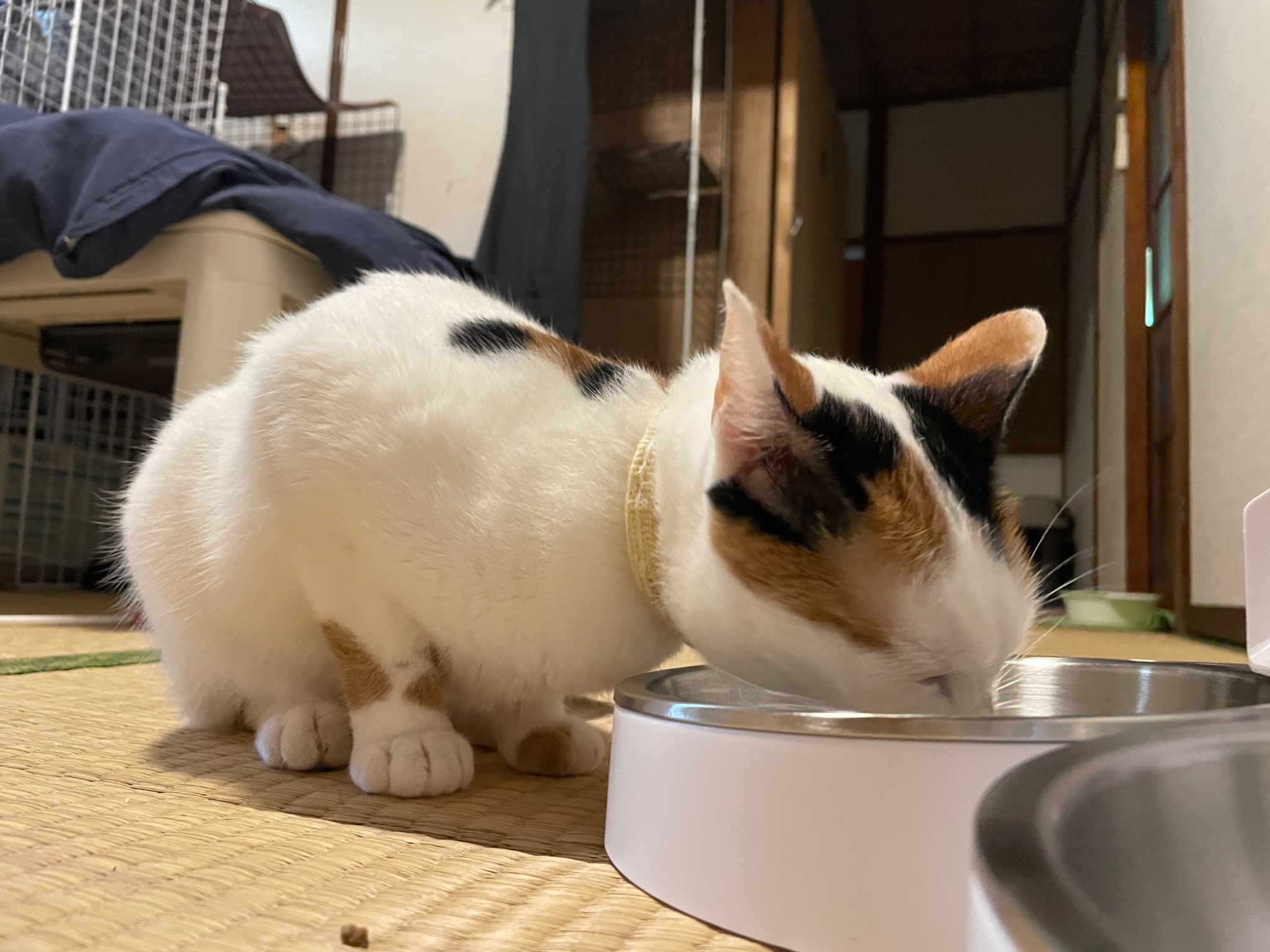 にゃんちくだいすきくらぶ on X: 