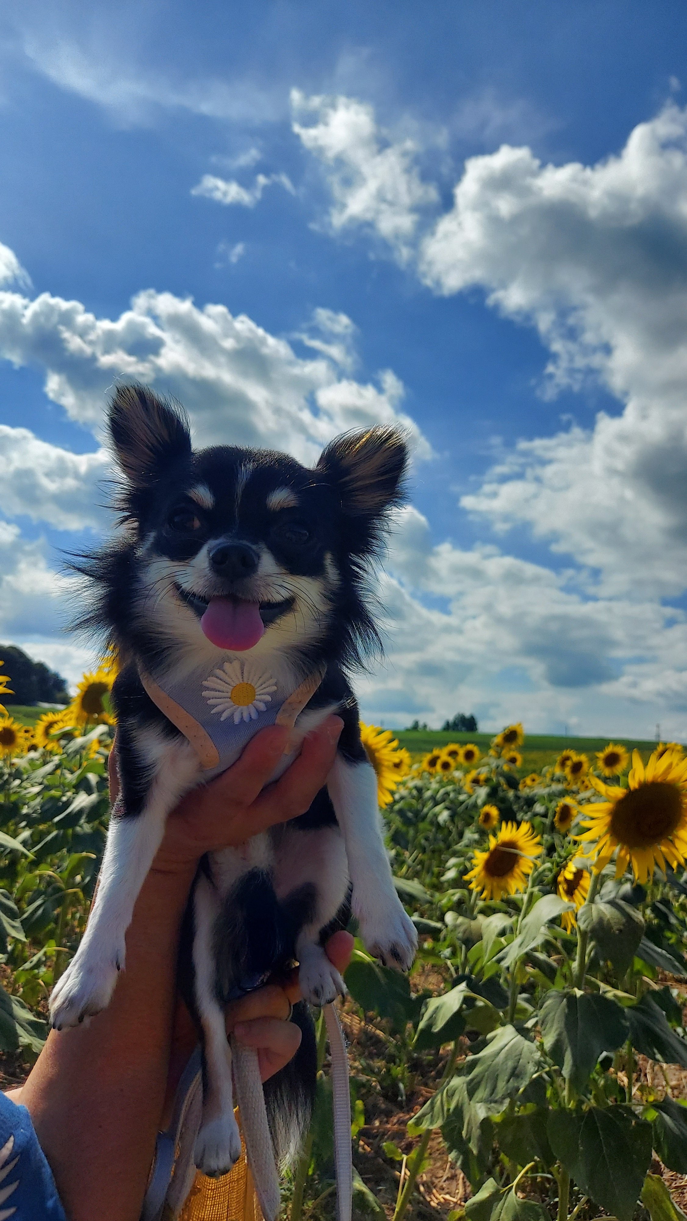 チワワのちぃたん🐶 on X: 