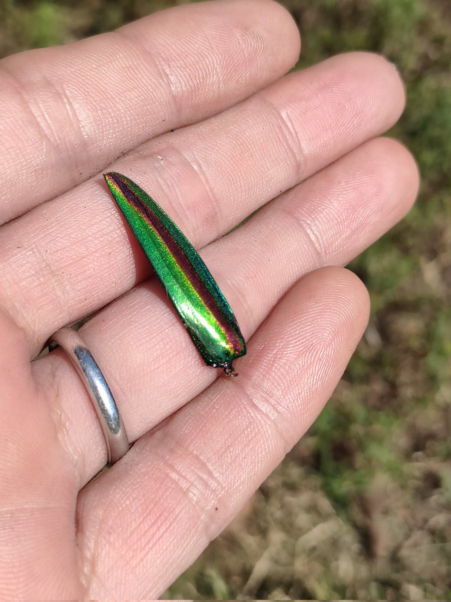 ChimameS's tweet photo. 小さいカブトムシ見つけた。
残念ながらすでにお亡くなりになっていたけど。
あとタマムシの羽、きれい。
#カブトムシ https://t.co/28l5tFsrhN