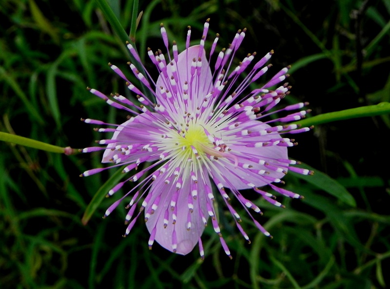 geologyBits's tweet image. In Geology ✔️ Mineralogy - Botany
#Botany #TropicalPlants #NativeFlora #Pollinators 

❤️🔁 Unveiling the Elegance of Corynandra elegans: A Botanical Marvel

▶️ Discover the captivating Corynandra elegans, a floral gem from India’s Konkan region, where vibrant blooms meet