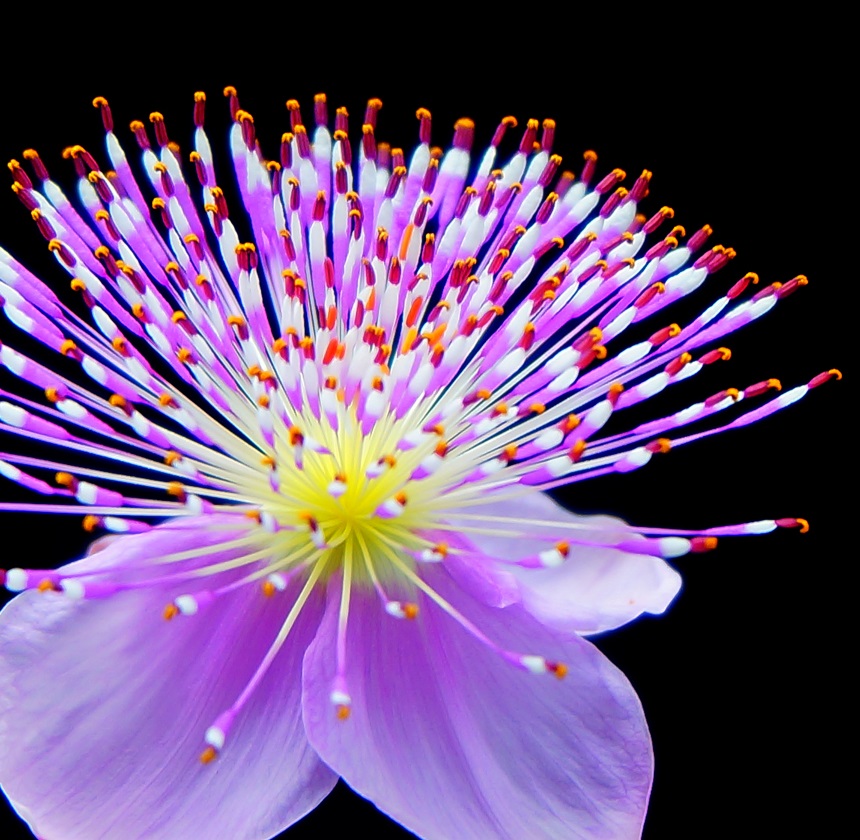 geologyBits's tweet image. In Geology ✔️ Mineralogy - Botany
#Botany #TropicalPlants #NativeFlora #Pollinators 

❤️🔁 Unveiling the Elegance of Corynandra elegans: A Botanical Marvel

▶️ Discover the captivating Corynandra elegans, a floral gem from India’s Konkan region, where vibrant blooms meet