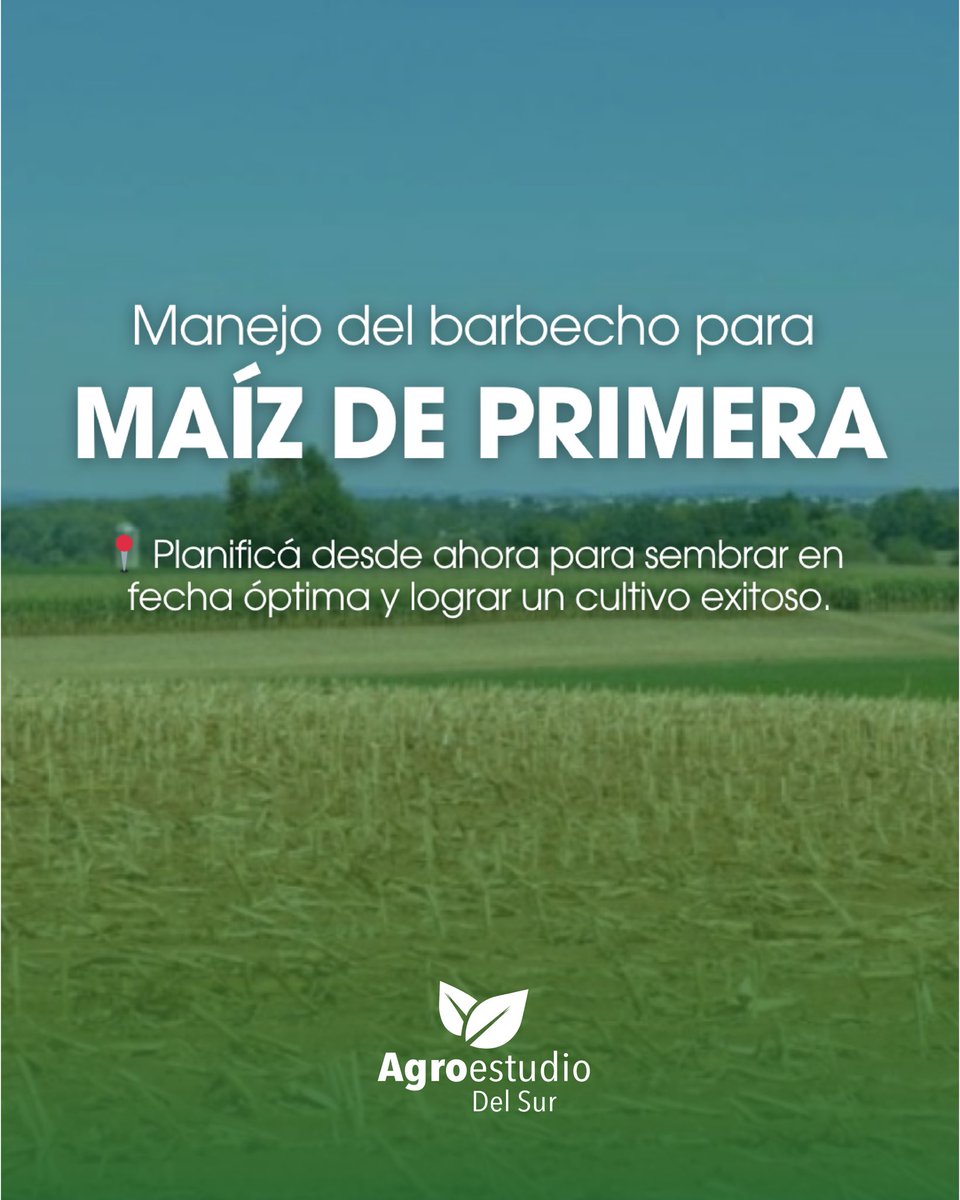 Agroestudiosur's tweet photo. 🌱 Manejo del barbecho para Maíz de primera. La siembra empieza mucho antes de entrar al campo. Planificar el barbecho es clave para sembrar en fecha óptima y lograr un cultivo exitoso.
-Acumulá agua. -Controlá malezas. -Prepará el suelo.
Con tiempo y estrategia, el maíz rinde + https://t.co/C1QYcmzAla