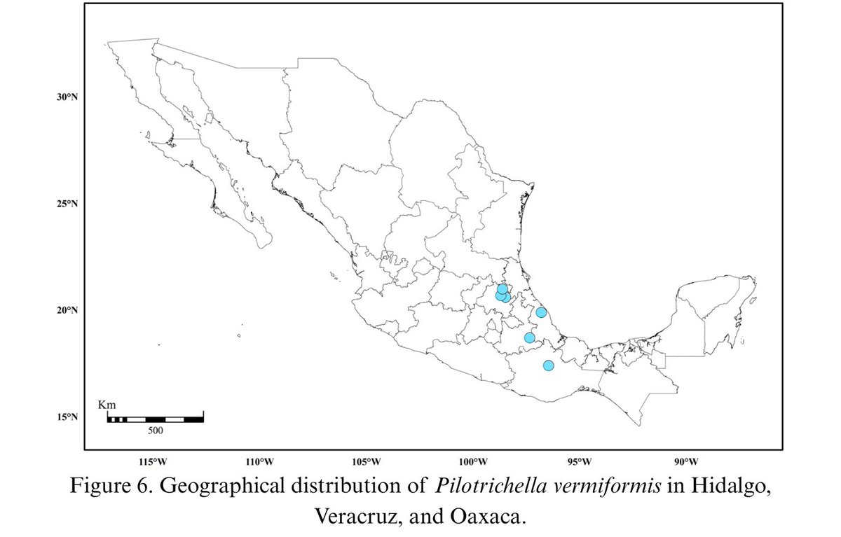 Se estudiaron 260 ejemplares del género de musgos Pilotrichella depositados en el herbario nacional (MEXU). La especie P.  vermiformis B. H. Allen &amp; Magill es nueva dentro de la flora mexicana, registrada en Hidalgo, Veracruz y Oaxaca. Leer más en: revista.ib.unam.mx/index.php/bio/…