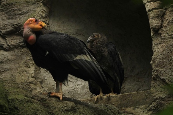 Resultado del programa en que México y EU "vuelan juntos"...
Dos crías de cóndor de California alzan vuelo rumbo a su hábitat natural en Baja California imagenagropecuaria.com/2025/dos-crias…