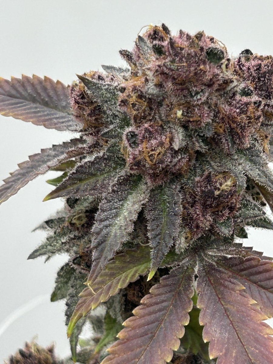 PiffCoastFarms's tweet image. Kosher Tangie

#PiffCoastFarms #Piff #Haze #SourDiesel #CannabisCommunity #NYCWeed #GrowersOfTwitter #LegacyToLegal #CraftCannabis #SeedToSmoke #NotAllHazeIsPiff #WeedTwitter #WeedArt #PiffFacts #Breeding101 #StayPiffy #CannabisPhotography #WeedBranding #PerthSanta…