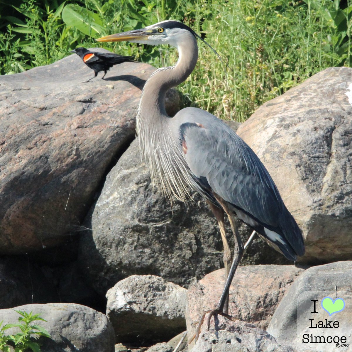 When visiting #LakeSimcoe lately, I noticed how this Red-winged blackbird wanted to be in company with this Great Blue Heron. 

Here is one of their pictures together! 📷⬇️

<a href="/GLPCleanup/">Great Lakes Plastic Cleanup</a> #LakesAppreciationMonth